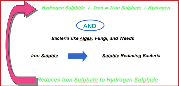 Dynamics of Sour Environment